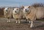 106 Texel
